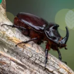 Erek Erek Kumbang 2D 3D 4D Menurut Buku Mimpi Terbaru 2025