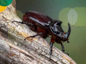 Erek Erek Kumbang 2D 3D 4D Menurut Buku Mimpi Terbaru 2025