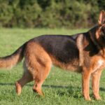 Erek Erek Anjing 2D 3D 4D Menurut Buku Mimpi Terbaru 2025