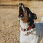 Erek Erek Anjing Melolong 2D 3D 4D Menurut Buku Mimpi Terbaru 2025