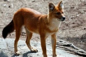 Erek Erek Anjing hutan 2D 3D 4D Menurut Buku Mimpi Terbaru 2025