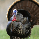 Erek Erek Ayam Kalkun 2D 3D 4D Menurut Buku Mimpi Terbaru 2025