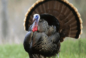 Erek Erek Ayam Kalkun 2D 3D 4D Menurut Buku Mimpi Terbaru 2025