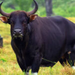 Erek Erek Banteng 2D 3D 4D Menurut Buku Mimpi Terbaru 2025