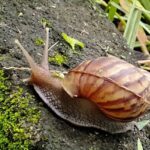 Erek Erek Bekicot 2D 3D 4D Menurut Buku Mimpi Terbaru 2025