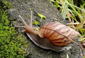 Erek Erek Bekicot 2D 3D 4D Menurut Buku Mimpi Terbaru 2025