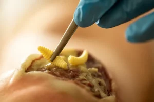 Erek Erek Belatung 2D 3D 4D Menurut Buku Mimpi Terbaru 2025