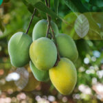 Erek Erek Buah Mangga 2D 3D 4D Menurut Buku Mimpi Terbaru 2025