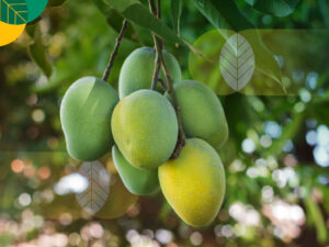 Erek Erek Buah Mangga 2D 3D 4D Menurut Buku Mimpi Terbaru 2025