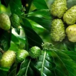 Erek Erek Buah Mengkudu 2D 3D 4D Menurut Buku Mimpi Terbaru 2025