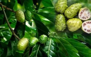 Erek Erek Buah Mengkudu 2D 3D 4D Menurut Buku Mimpi Terbaru 2025