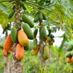 Erek Erek Buah Pepaya 2D 3D 4D Menurut Buku Mimpi Terbaru 2025