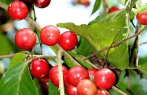 Erek Erek Buah lobi lobi 2D 3D 4D Menurut Buku Mimpi Terbaru 2025