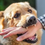 Erek Erek Digigit Anjing 2D 3D 4D Menurut Buku Mimpi Terbaru 2025