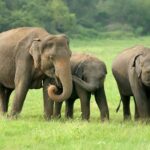 Erek Erek Gajah 2D 3D 4D Menurut Buku Mimpi Terbaru 2025