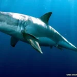 Erek Erek Hiu 2D 3D 4D Menurut Buku Mimpi Terbaru 2025