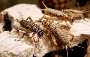 Erek Erek Jangkrik 2D 3D 4D Menurut Buku Mimpi Terbaru 2025