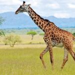 Erek Erek Jerapah 2D 3D 4D Menurut Buku Mimpi Terbaru 2025