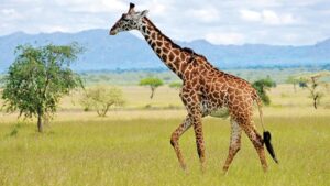 Erek Erek Jerapah 2D 3D 4D Menurut Buku Mimpi Terbaru 2025