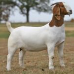 Erek Erek Kambing 2D 3D 4D Menurut Buku Mimpi Terbaru 2025