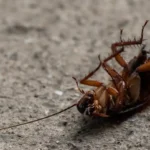 Erek Erek Kecoa 2D 3D 4D Menurut Buku Mimpi Terbaru 2025