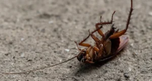 Erek Erek Kecoa 2D 3D 4D Menurut Buku Mimpi Terbaru 2025