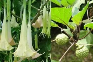 Erek Erek Kecubung 2D 3D 4D Menurut Buku Mimpi Terbaru 2025