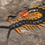 Erek Erek Kelabang 2D 3D 4D Menurut Buku Mimpi Terbaru 2025