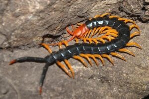 Erek Erek Kelabang 2D 3D 4D Menurut Buku Mimpi Terbaru 2025