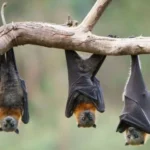 Erek Erek Kelelawar 2D 3D 4D Menurut Buku Mimpi Terbaru 2025