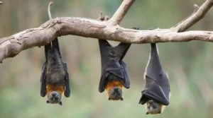 Erek Erek Kelelawar 2D 3D 4D Menurut Buku Mimpi Terbaru 2025