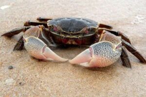 Erek Erek Kepiting 2D 3D 4D Menurut Buku Mimpi Terbaru 2025