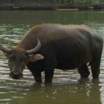 Erek Erek Kerbau 2D 3D 4D Menurut Buku Mimpi Terbaru 2025