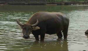 Erek Erek Kerbau 2D 3D 4D Menurut Buku Mimpi Terbaru 2025