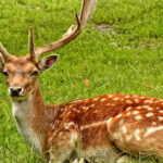 Erek Erek Kijang 2D 3D 4D Menurut Buku Mimpi Terbaru 2025