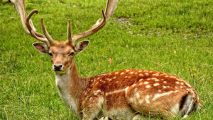 Erek Erek Kijang 2D 3D 4D Menurut Buku Mimpi Terbaru 2025