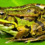 Erek Erek Kodok 2D 3D 4D Menurut Buku Mimpi Terbaru 2025