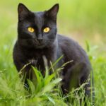 Erek Erek Kucing Hitam 2D 3D 4D Menurut Buku Mimpi Terbaru 2025