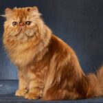 Erek Erek Kucing Persia 2D 3D 4D Menurut Buku Mimpi Terbaru 2025