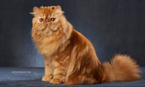 Erek Erek Kucing Persia 2D 3D 4D Menurut Buku Mimpi Terbaru 2025