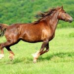 Erek Erek Kuda 2D 3D 4D Menurut Buku Mimpi Terbaru 2025