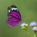 Erek Erek Kupu-kupu 2D 3D 4D Menurut Buku Mimpi Terbaru 2025