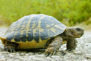 Erek Erek Kura-Kura 2D 3D 4D Menurut Buku Mimpi Terbaru 2025