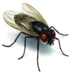 Erek Erek Lalat 2D 3D 4D Menurut Buku Mimpi Terbaru 2025