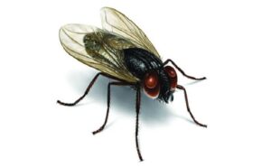 Erek Erek Lalat 2D 3D 4D Menurut Buku Mimpi Terbaru 2025