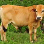 Erek Erek Lembu 2D 3D 4D Menurut Buku Mimpi Terbaru 2025