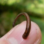 Erek Erek Lintah Darat 2D 3D 4D Menurut Buku Mimpi Terbaru 2025