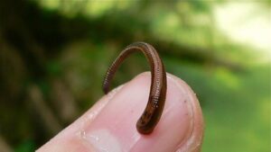 Erek Erek Lintah Darat 2D 3D 4D Menurut Buku Mimpi Terbaru 2025