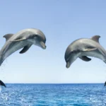 Erek Erek Lumba Lumba 2D 3D 4D Menurut Buku Mimpi Terbaru 2025