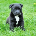 Erek Erek Melihat Anak Anjing 2D 3D 4D Menurut Buku Mimpi Terbaru 2025